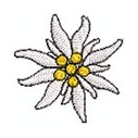 Edelweiss blüte 35 mm