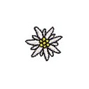 Edelweiss blüte 15 mm